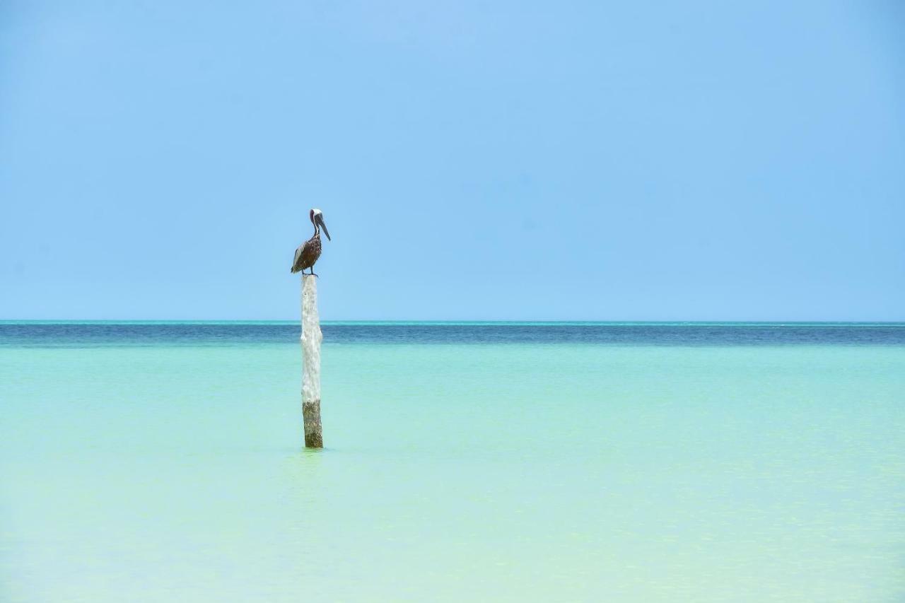 Moon Dreams Yum Balam Hotell Holbox  Eksteriør bilde